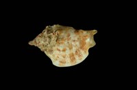 藏品(保和鳳凰螺)的圖片